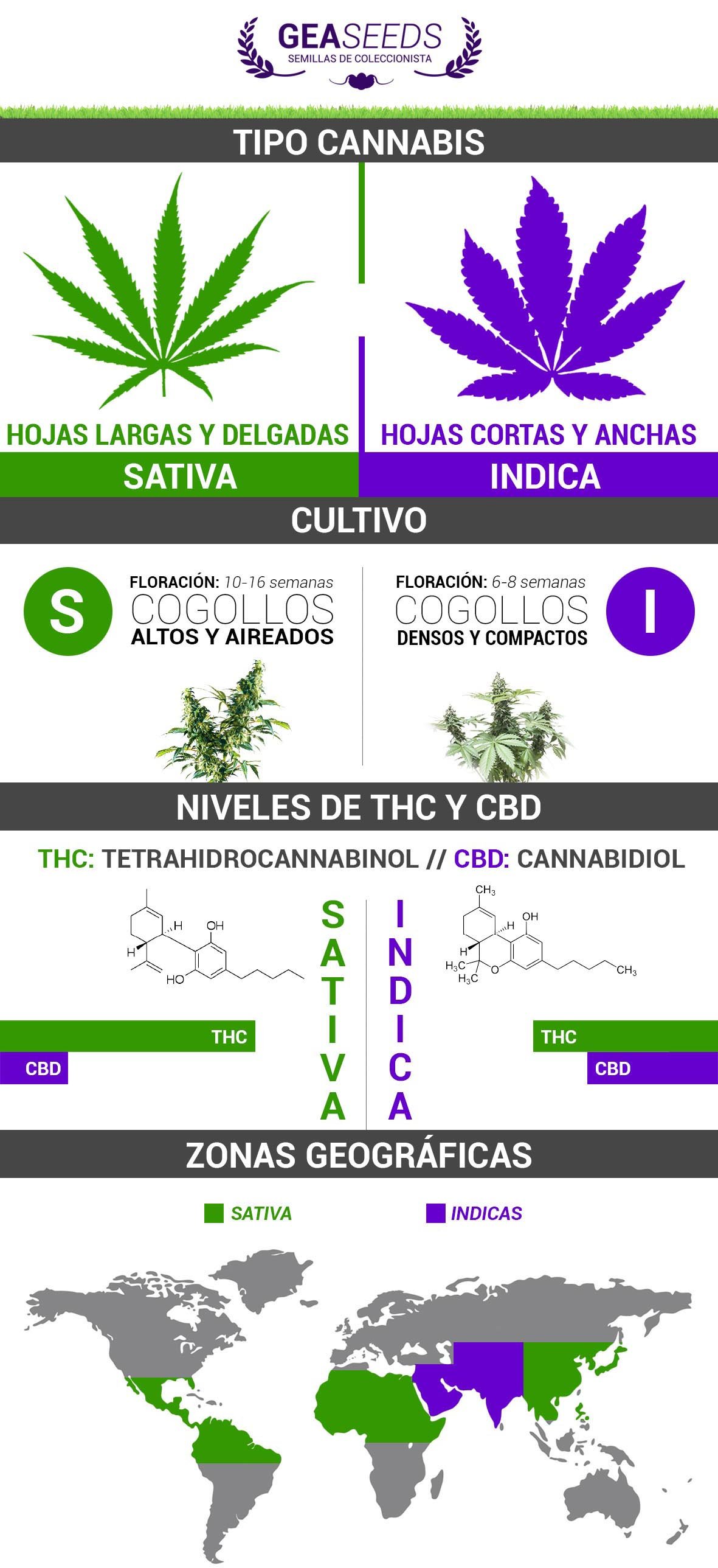 marihuanas sativas vs indicas
